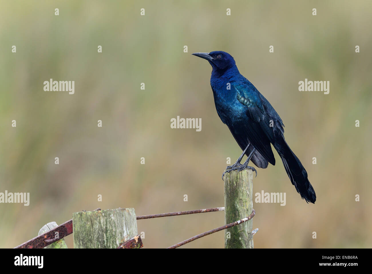 Boot-angebundene grackle Stockfoto