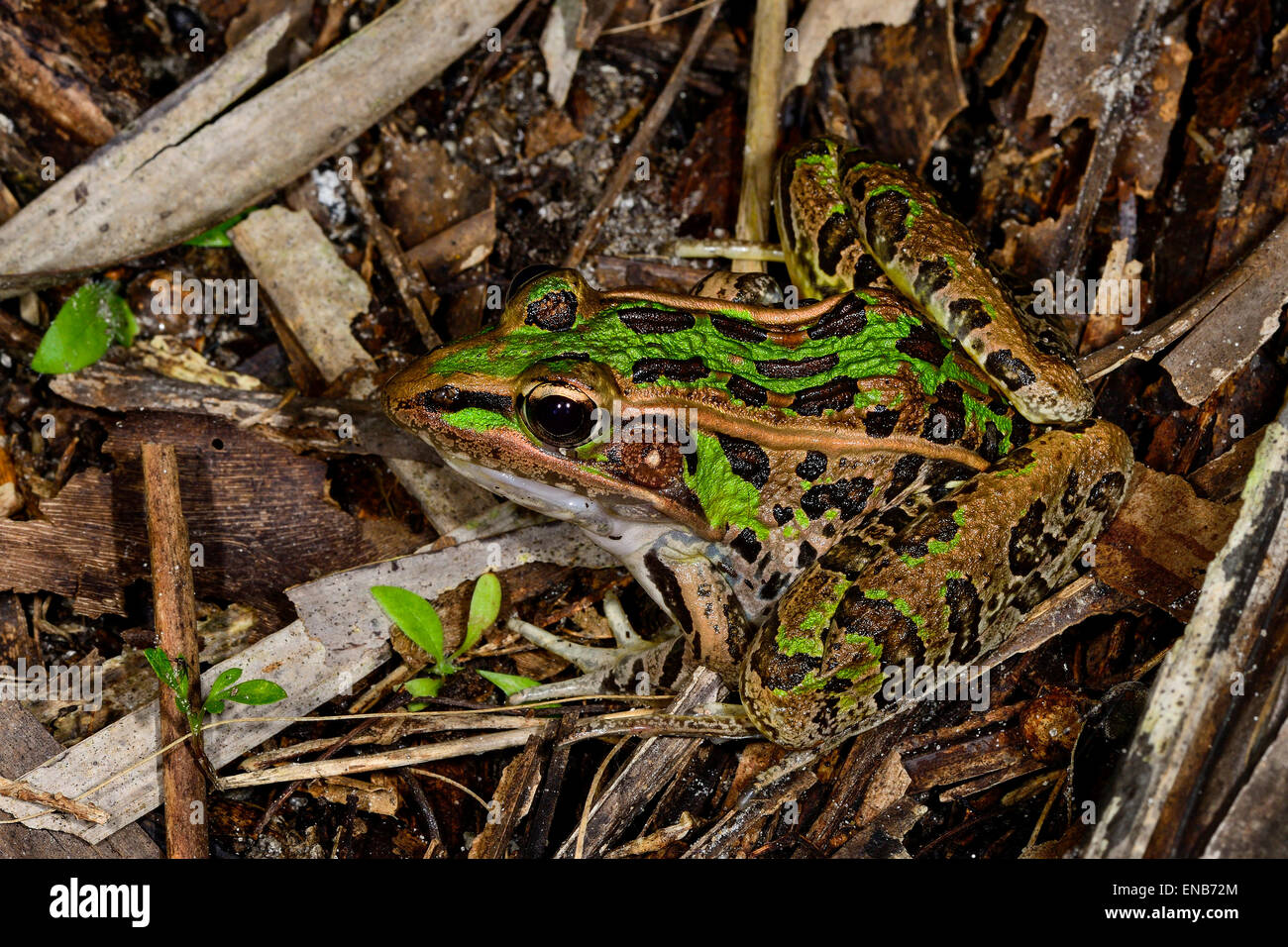 südlichen Leopard Frosch Stockfoto