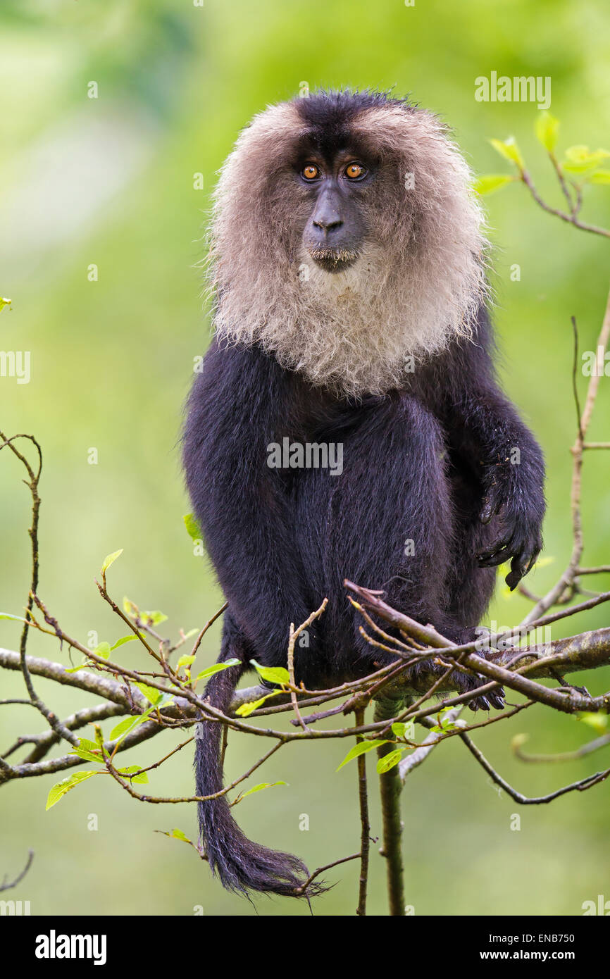 Endemische Lion tailed Macaque oder Macaca Silenus in Valparai in Annamalai Hügel Tamilnadu Indien Stockfoto