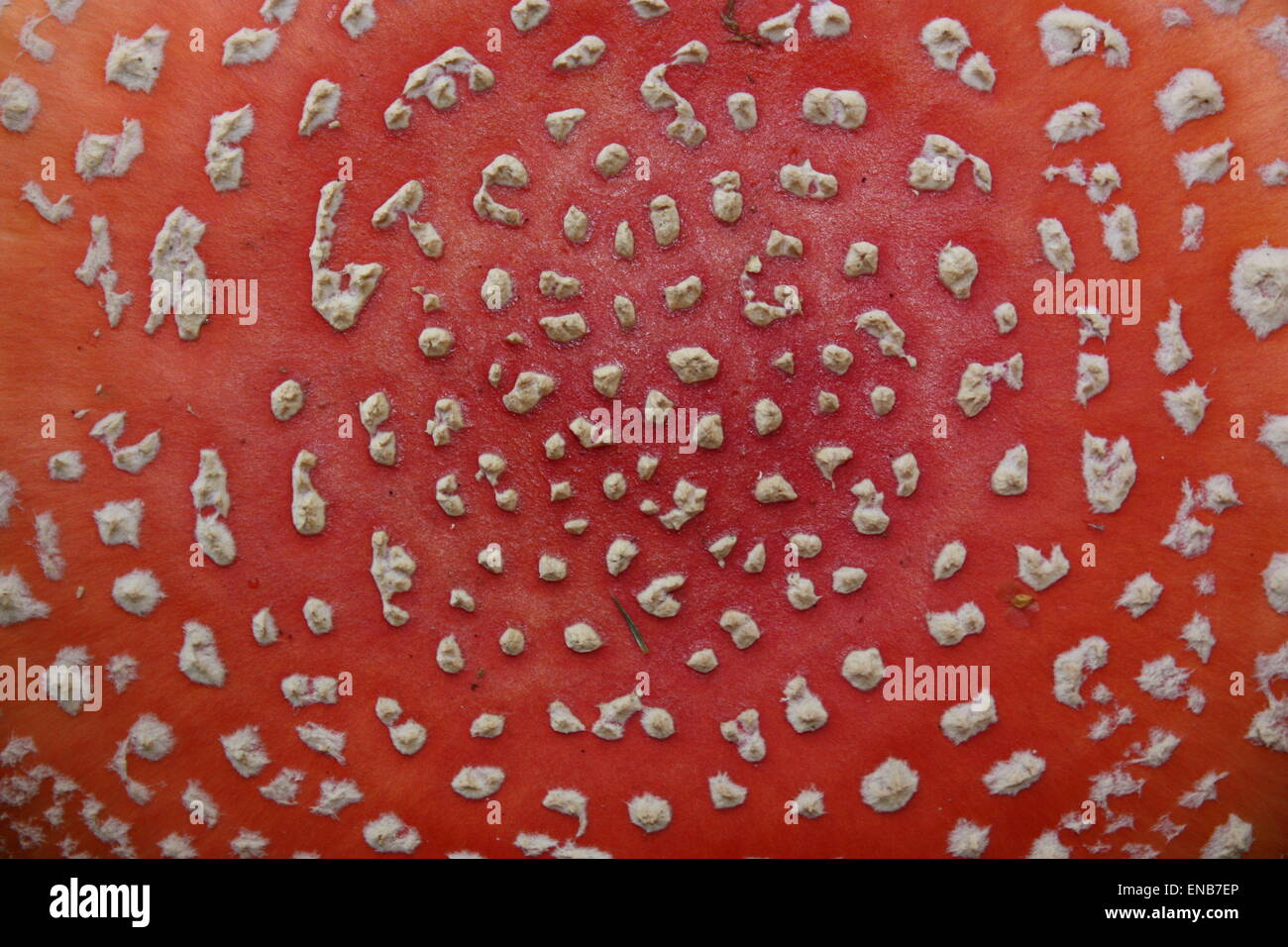 Rot drehen drehbaren Kappe Pilz, Amanita. Hintergrund Stockfoto