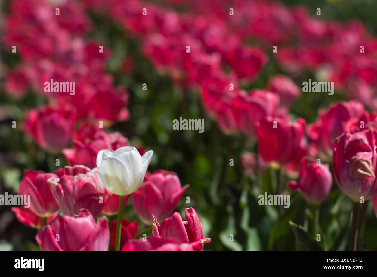 White Tulip in der rosa Tulpen Stockfoto