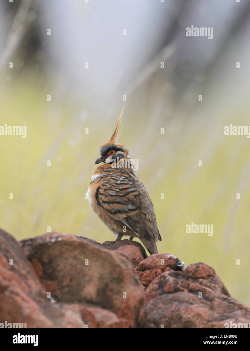 Spinifex Pigeon (Geophaps Plumifera), Mornington Wilderness Camp, Kimberley-Region, Western Australia Stockfoto