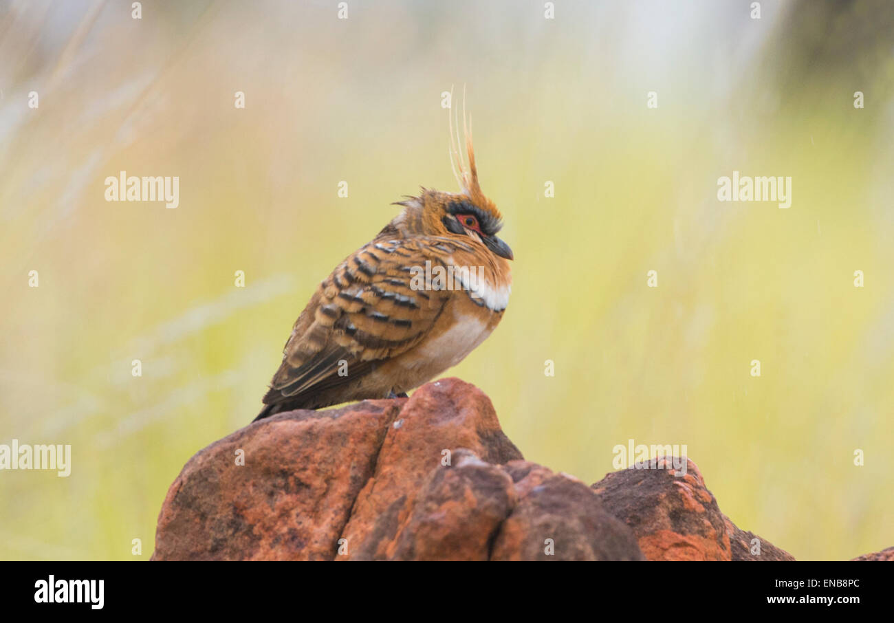 Spinifex Pigeon (Geophaps Plumifera), Mornington Wilderness Camp, Kimberley-Region, Western Australia Stockfoto