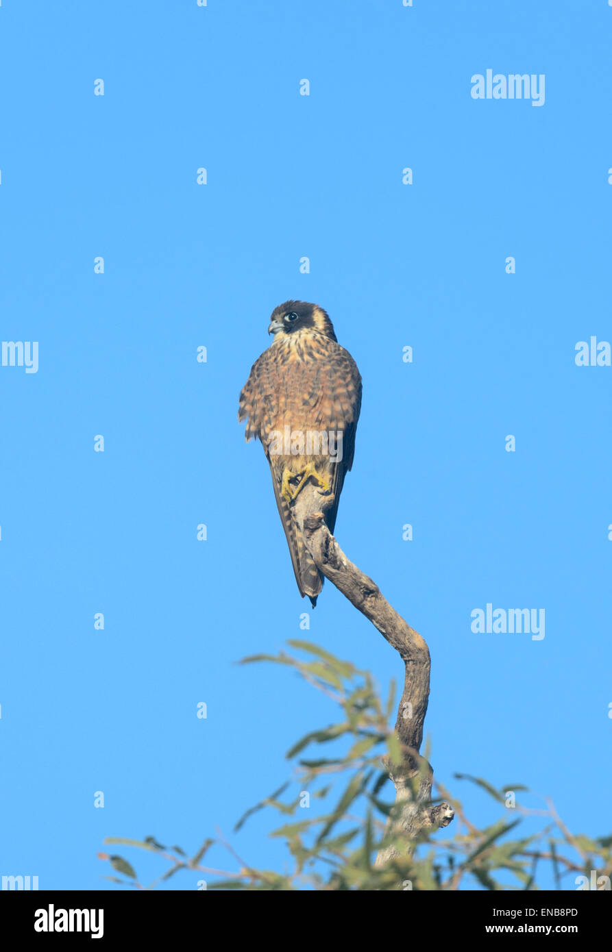 Australische Hobby (Falco Longipennis), Mornington Wilderness Camp, Kimberley-Region, Western Australia Stockfoto