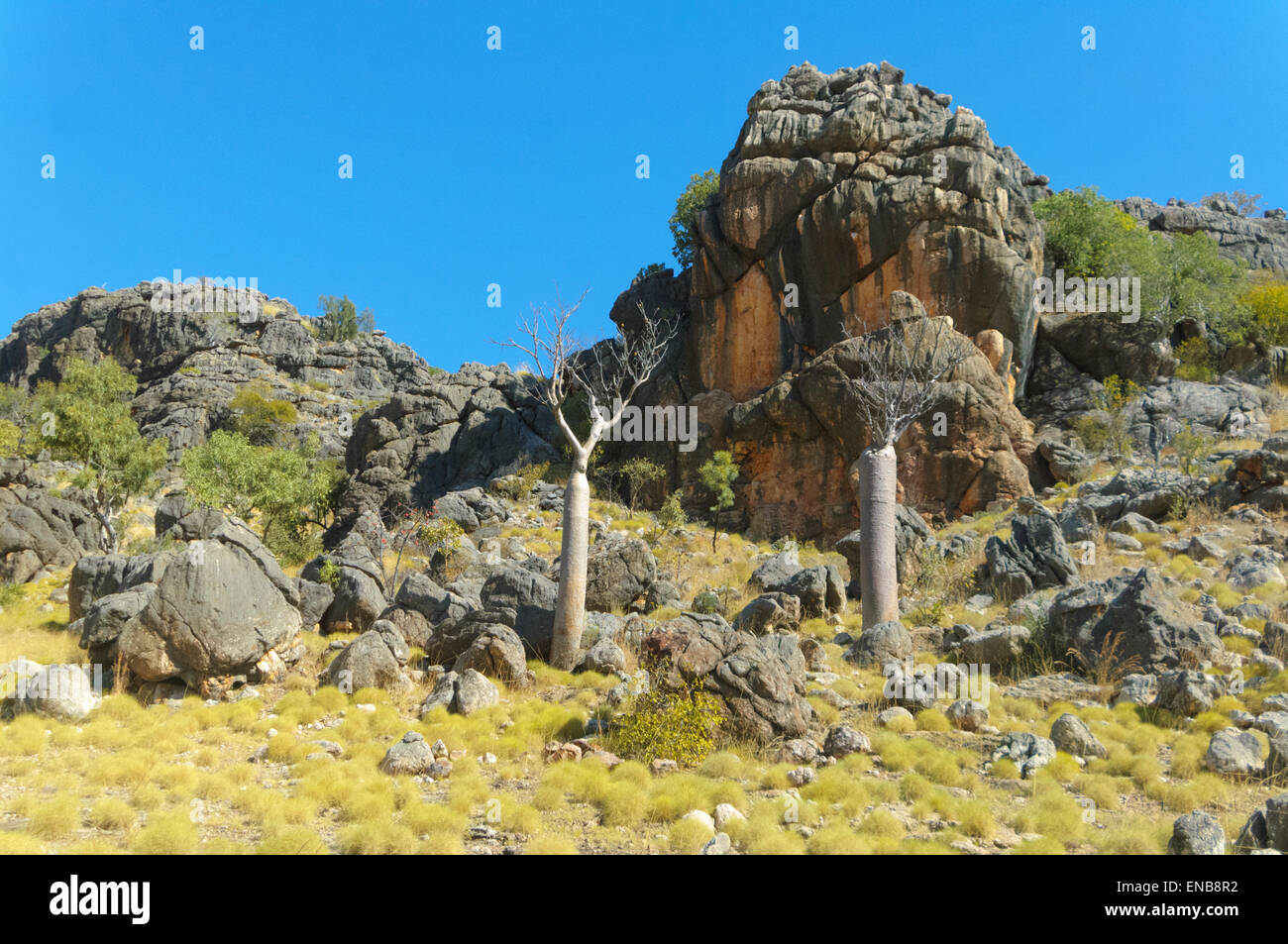 Spinifex, Kimberley-Region, Westaustralien, WA, Australien Stockfoto