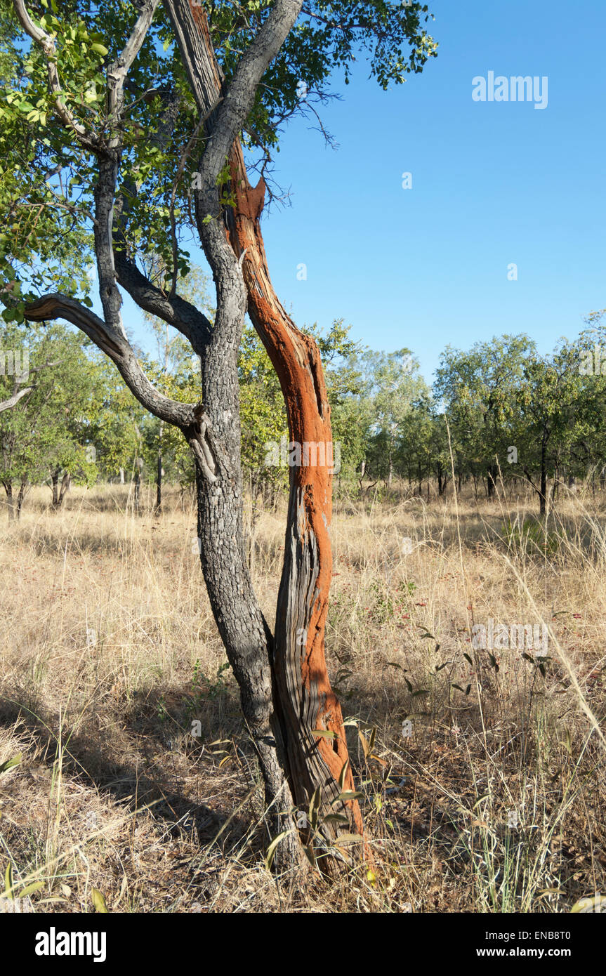 Baum beschädigt durch Termiten, Mount Barnett, Kimberley Region, Western Australia, WA, Australien Stockfoto