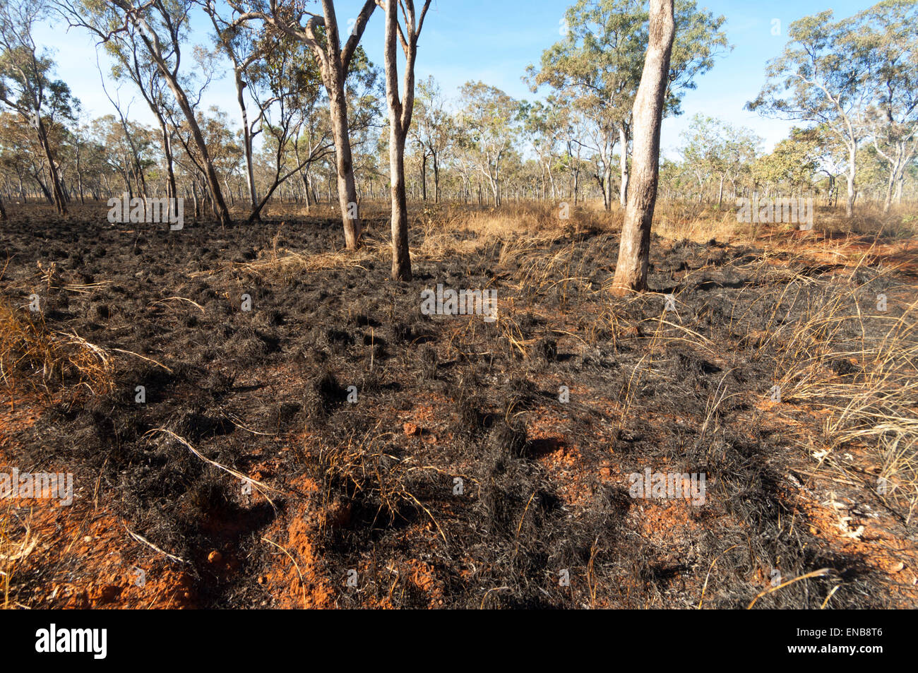Verbrannte Fläche in der Nähe von Drysdale, Kimberley, Western Australia, WA, Australien Stockfoto