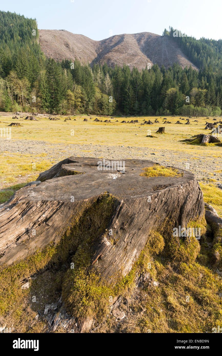 Baumstümpfe auf dem Seebett ging grün Peter Reservoirs in Oregon. Stockfoto