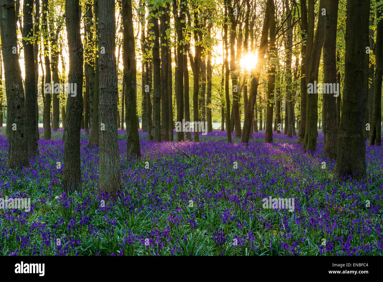 Woodland Frühling Glockenblumen im Morgengrauen Stockfoto