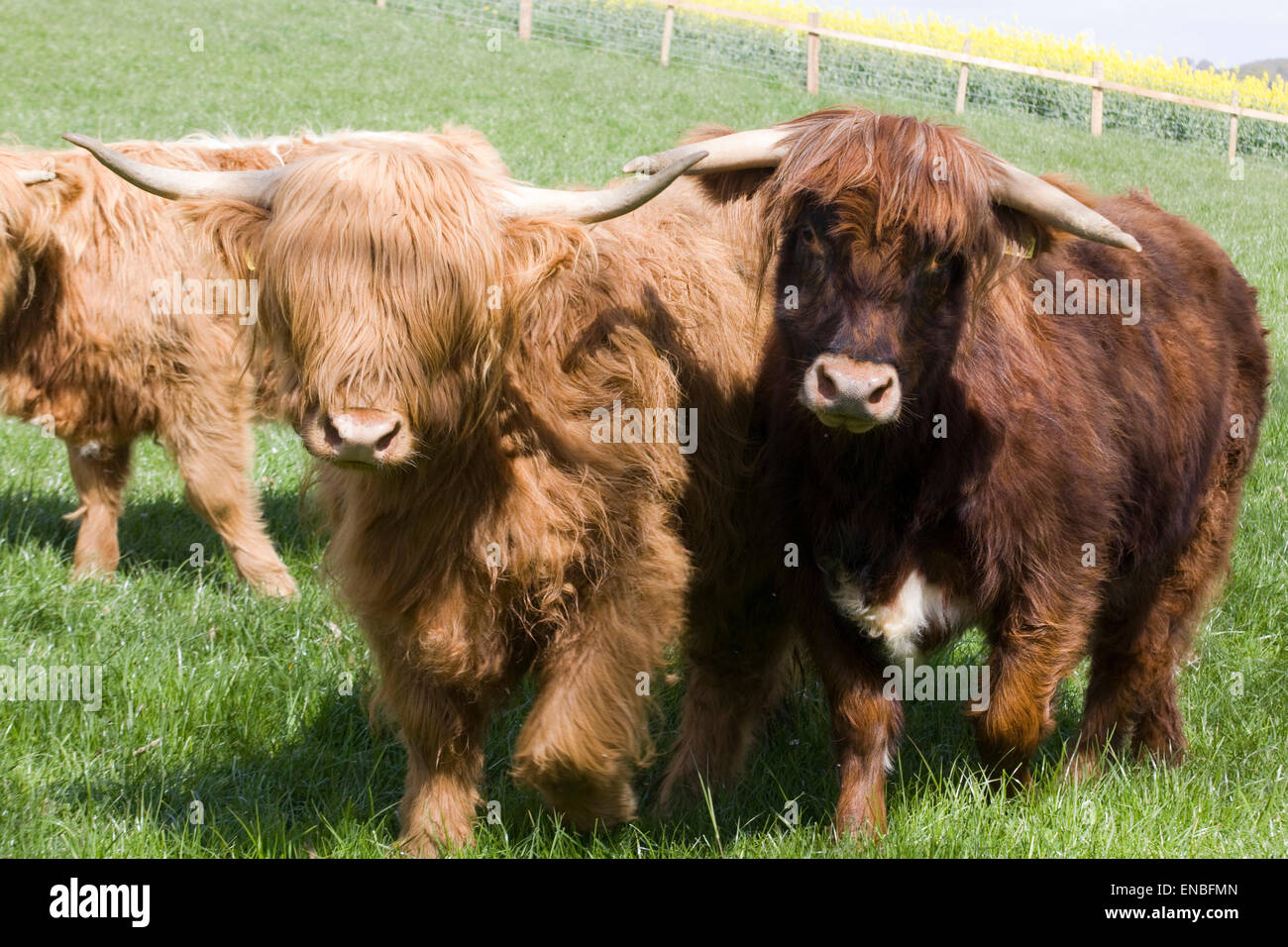 Highland Kühe auf einer Wiese Stockfoto