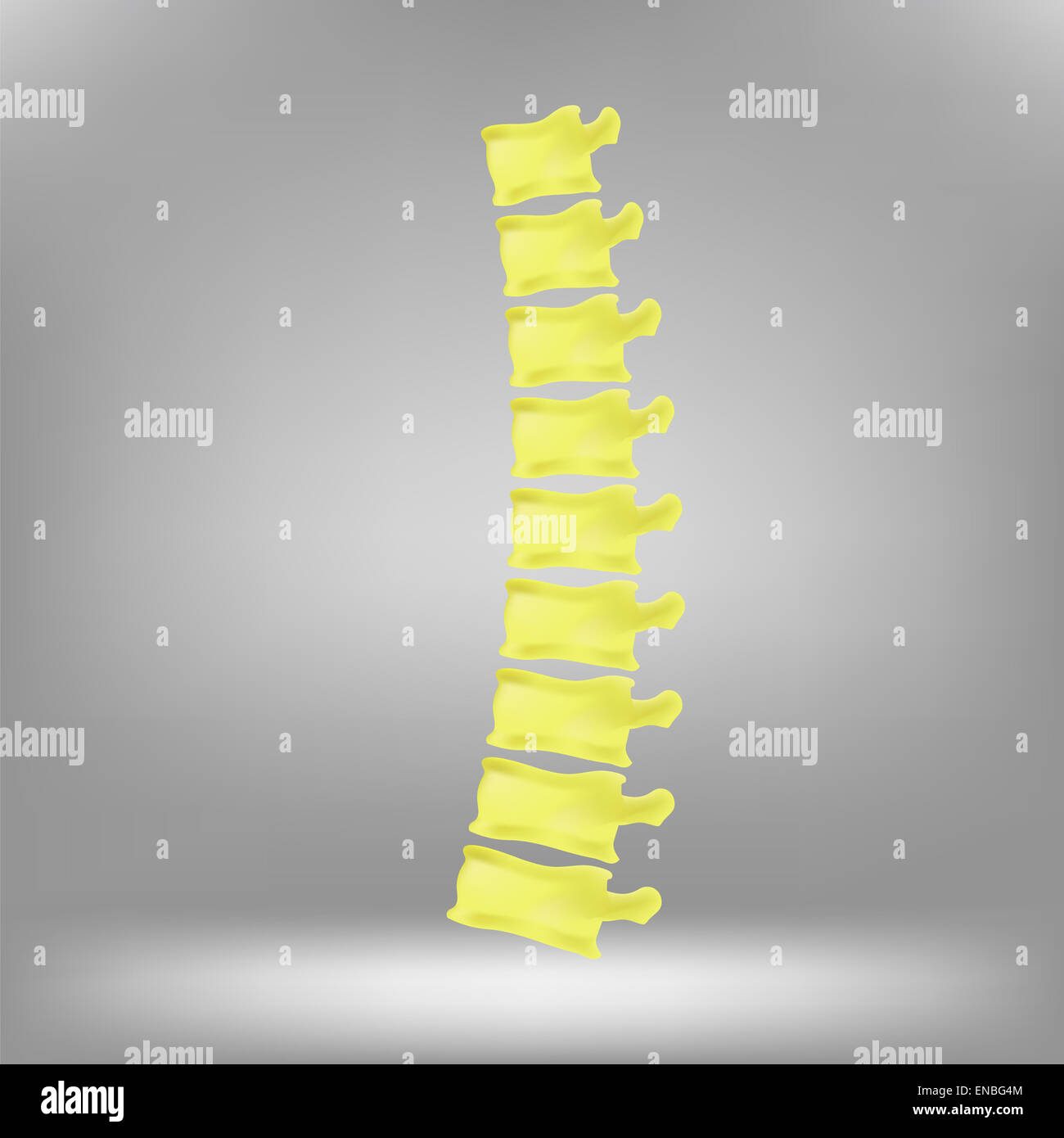 Wirbelsäule-Symbol Stockfoto