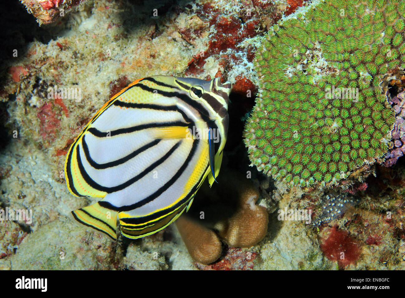 Meyers Butterflyfish (Chaetodontidae Meyeri), Süd Ari Atoll, Malediven Stockfoto