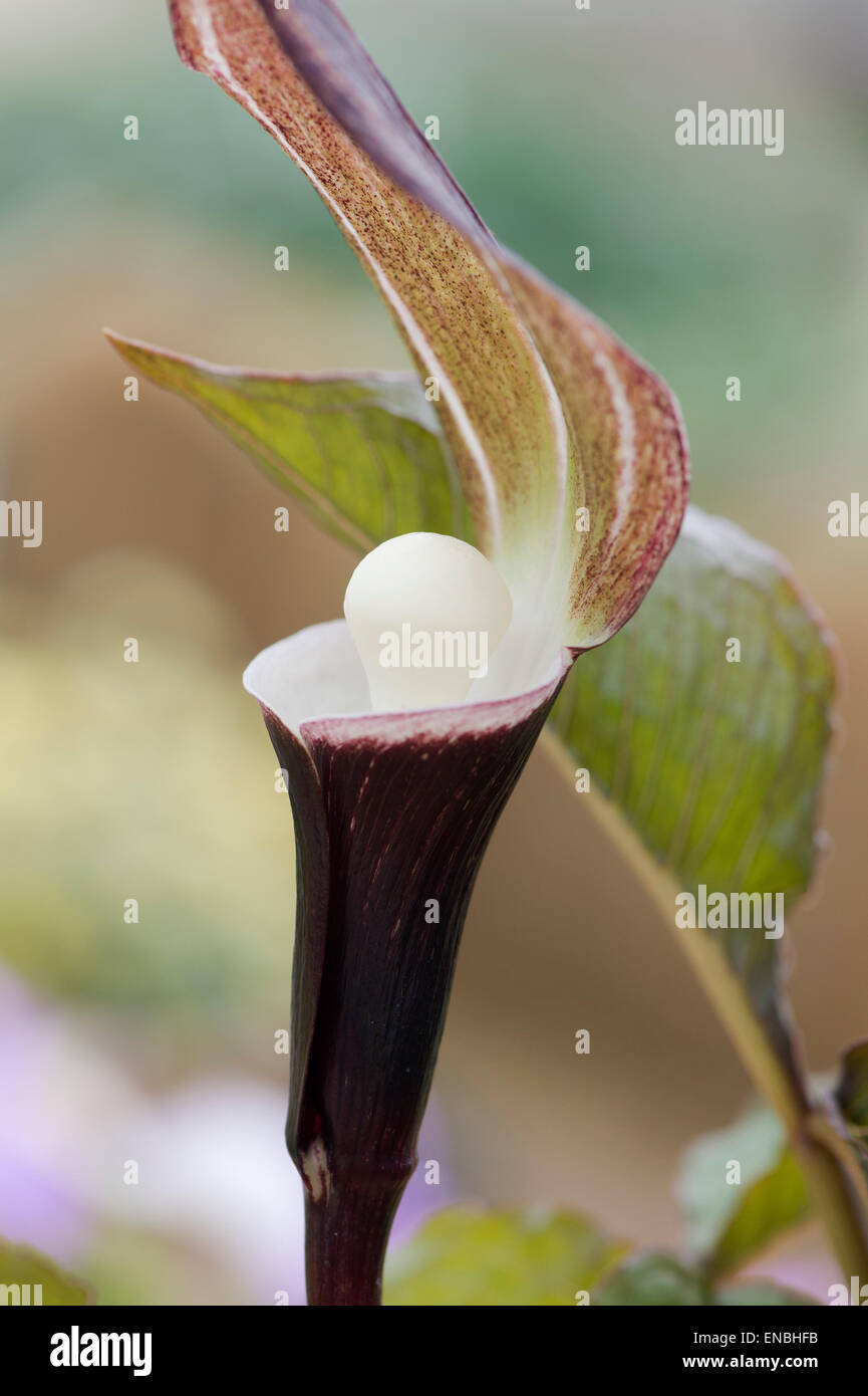 Arisaema Sikokianum. Japanische Jack auf der Kanzel flowergrow Stockfoto