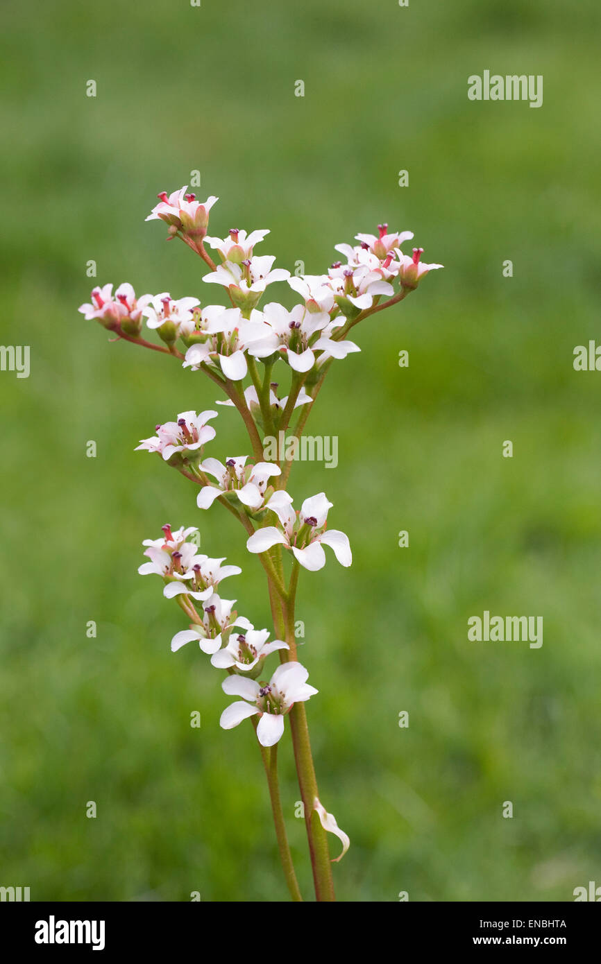 Bergenie 'Bressingham White' Blüte im Frühjahr. Stockfoto