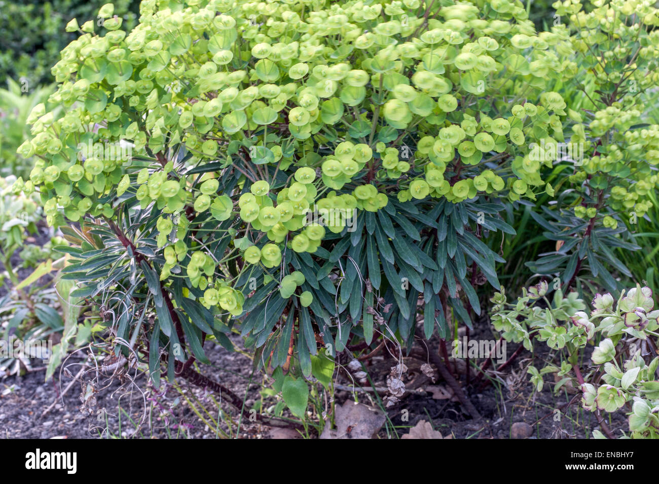 Wolfsmilch, Euphorbia Characias robbiae Stockfoto