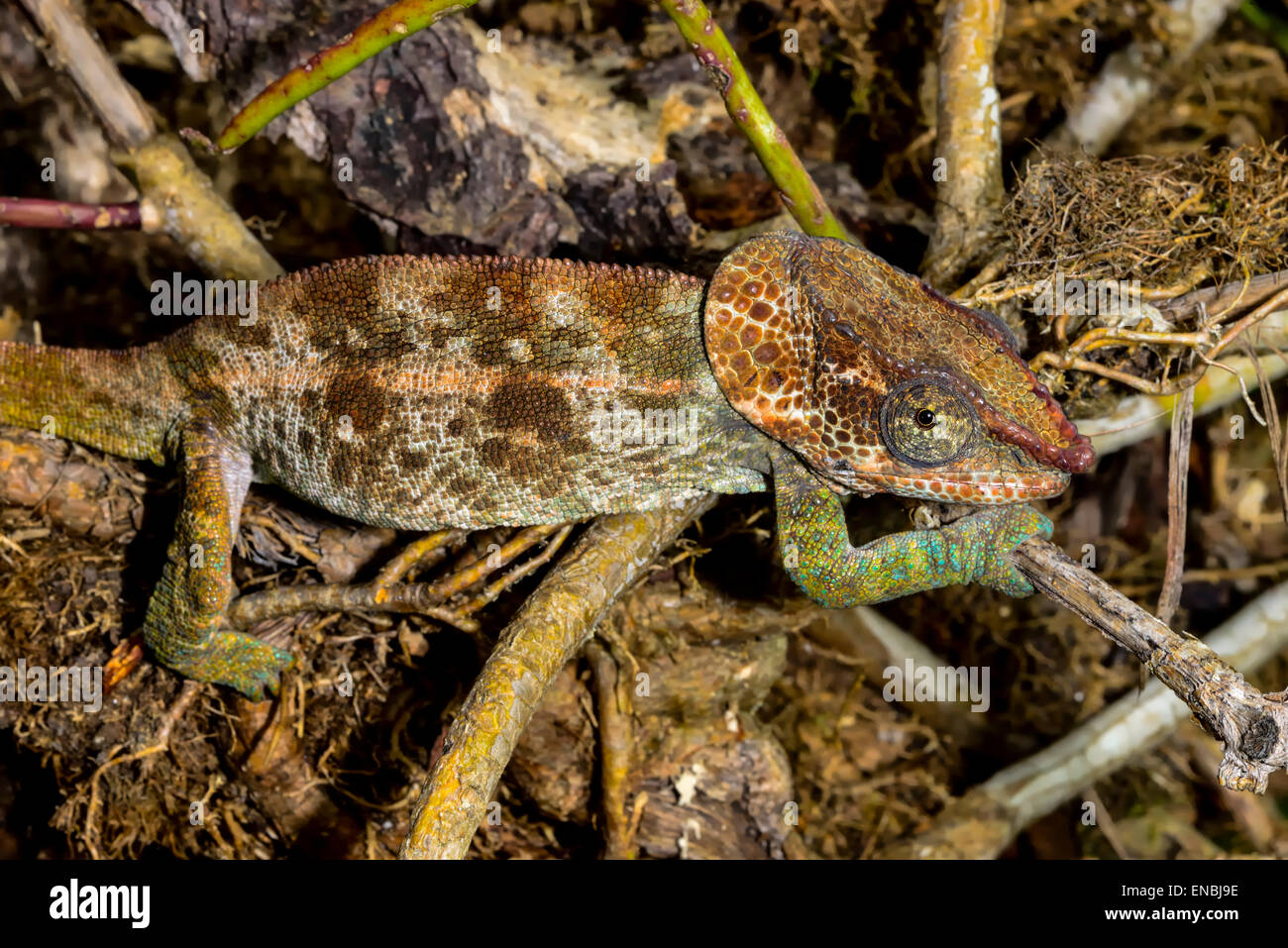 kurz-gehörnte Chamäleon, Marozevo, Madagaskar Stockfoto