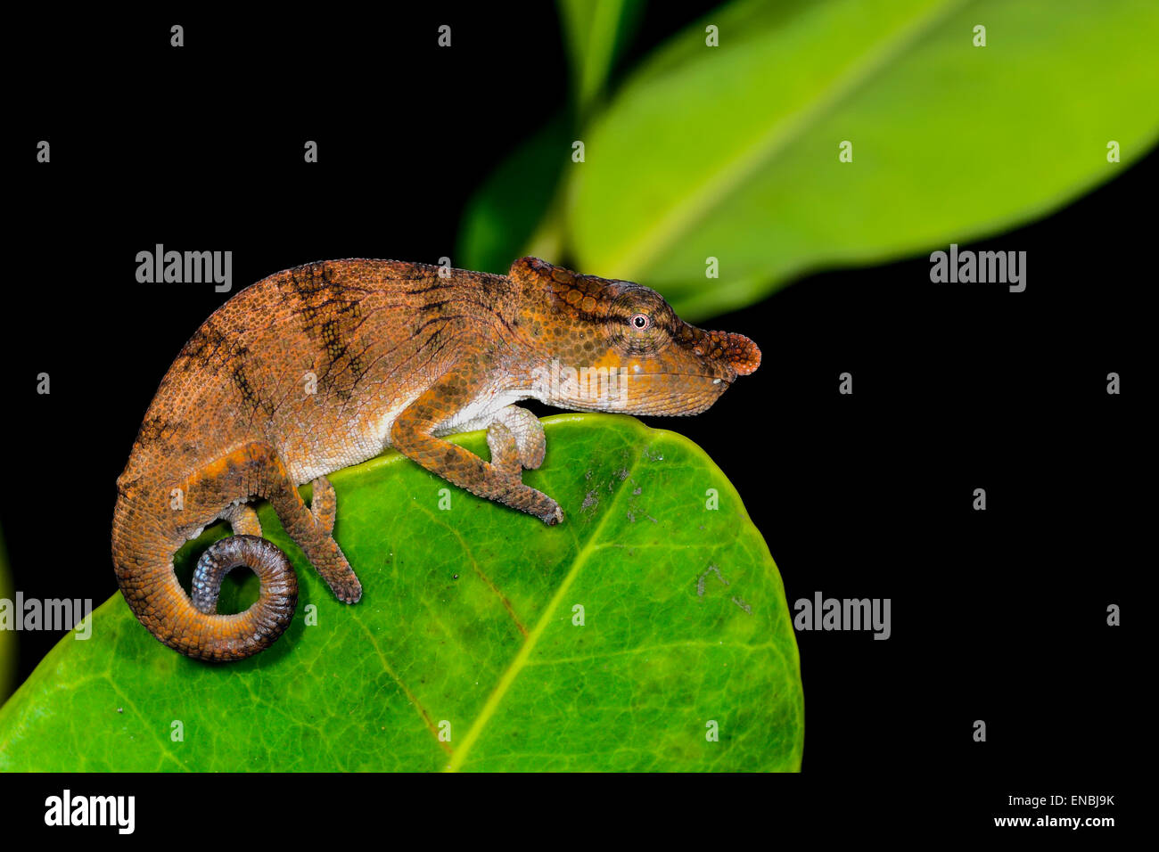 große Nase Chamäleon Calumma Nasutum, Andasibe, Madagaskar Stockfoto