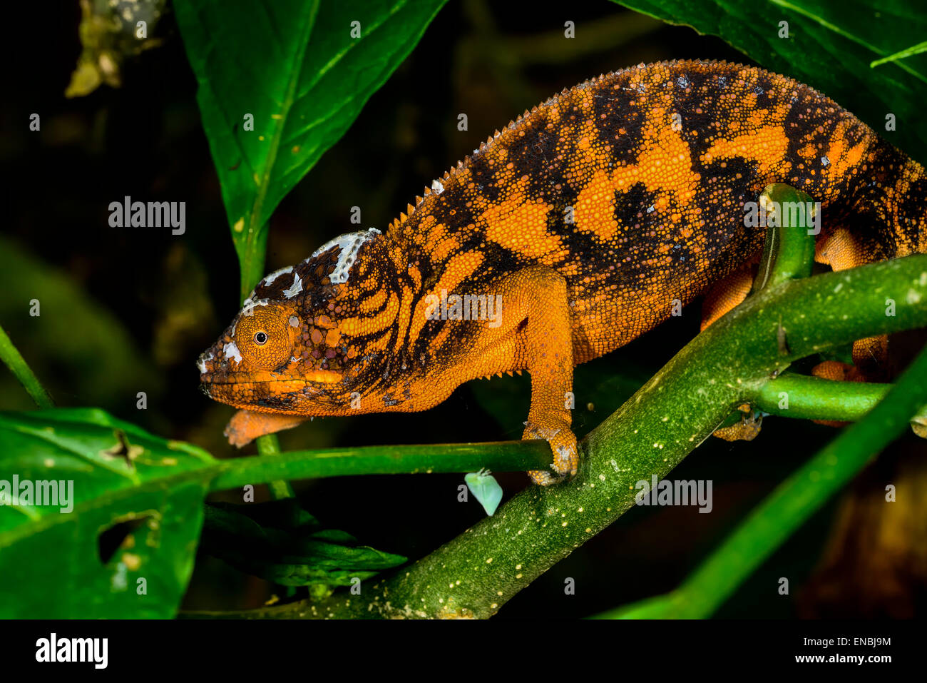 Pantherchamäleon, Marozevo, Madagaskar Stockfoto