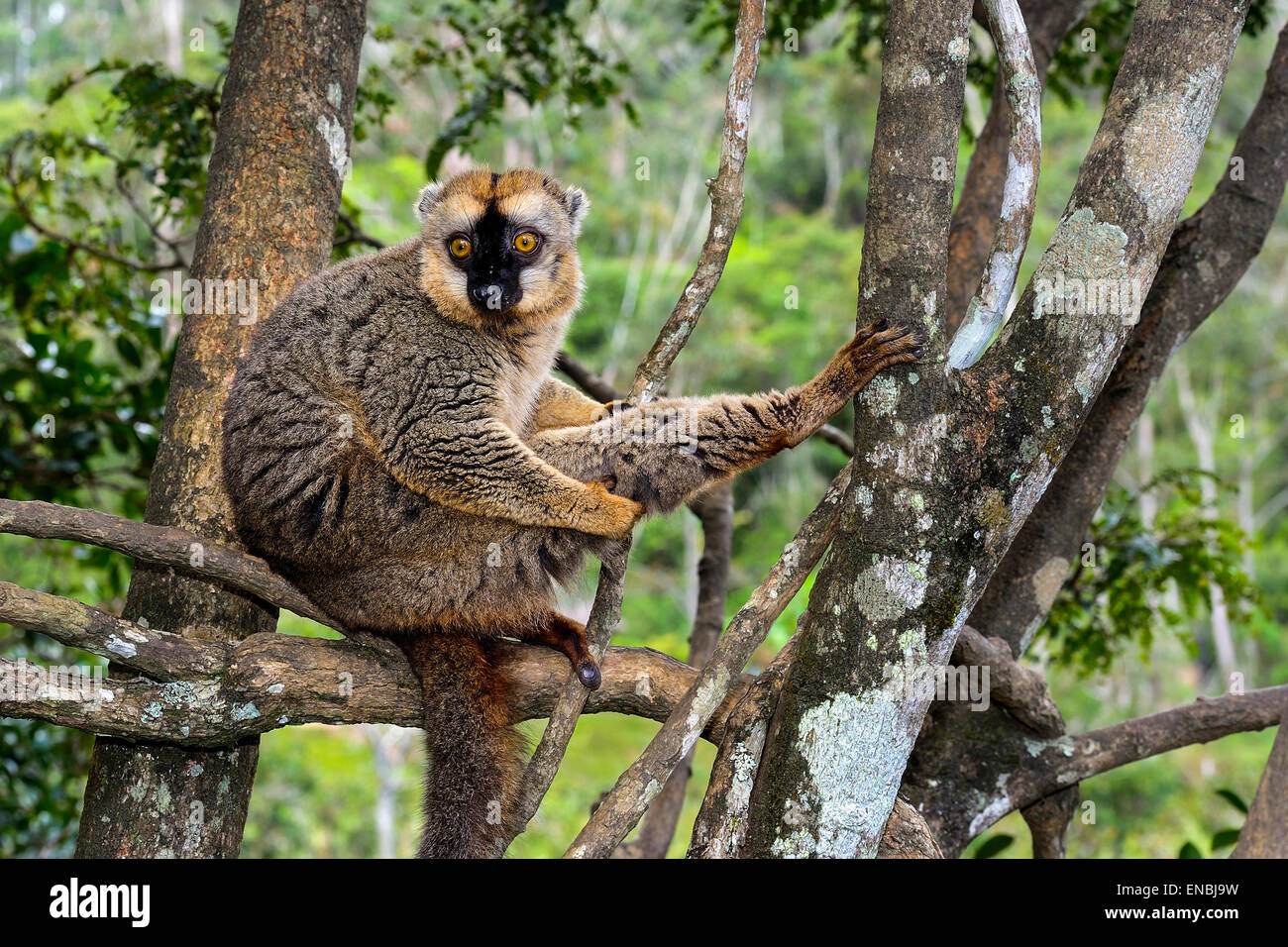 rot-konfrontierte braune Lemur, Lemureninsel, Andasibe, Madagaskar Stockfoto