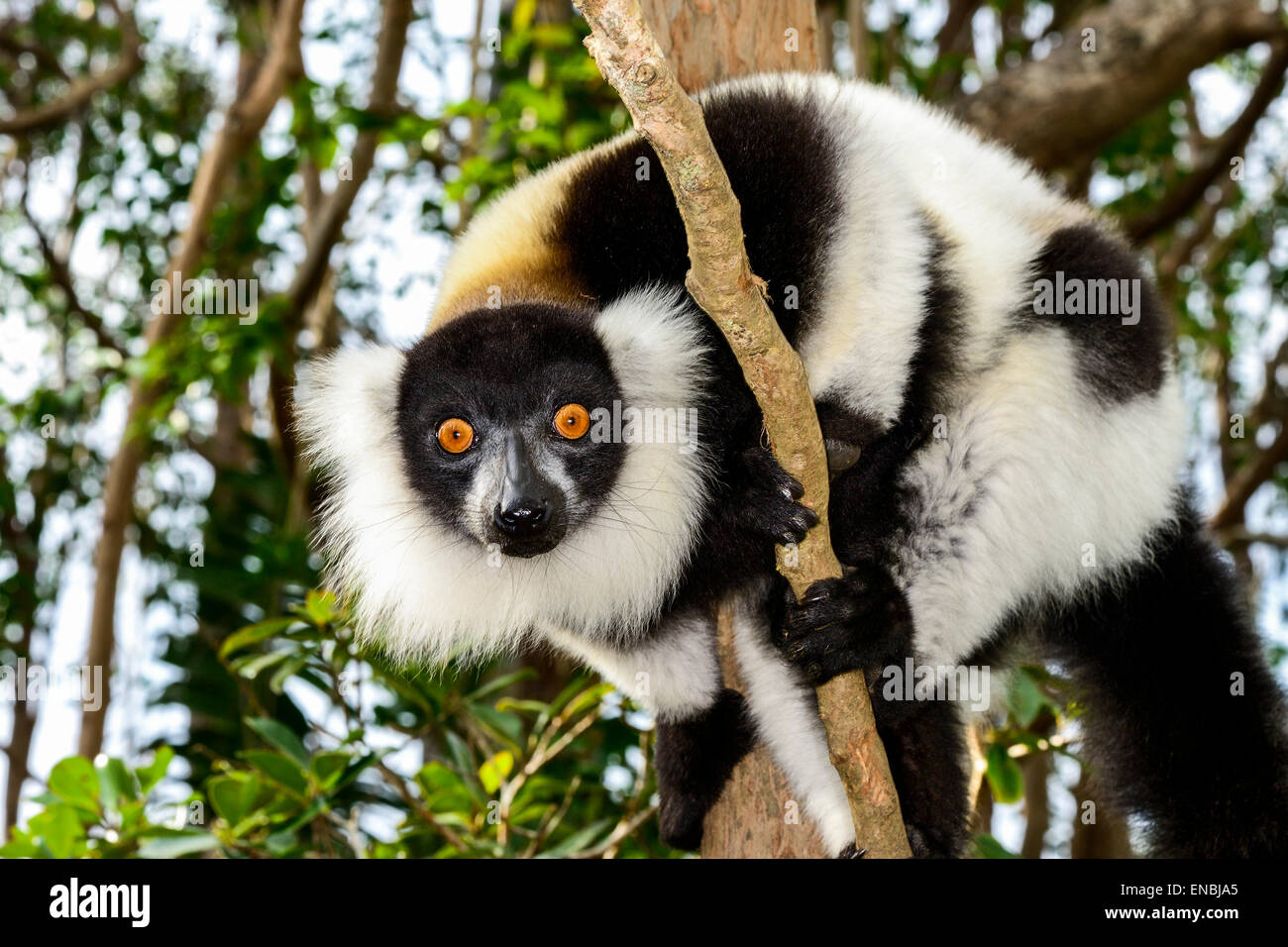 schwarz/weiß ruffed Lemur, Lemureninsel, Andasibe, Madagaskar Stockfoto