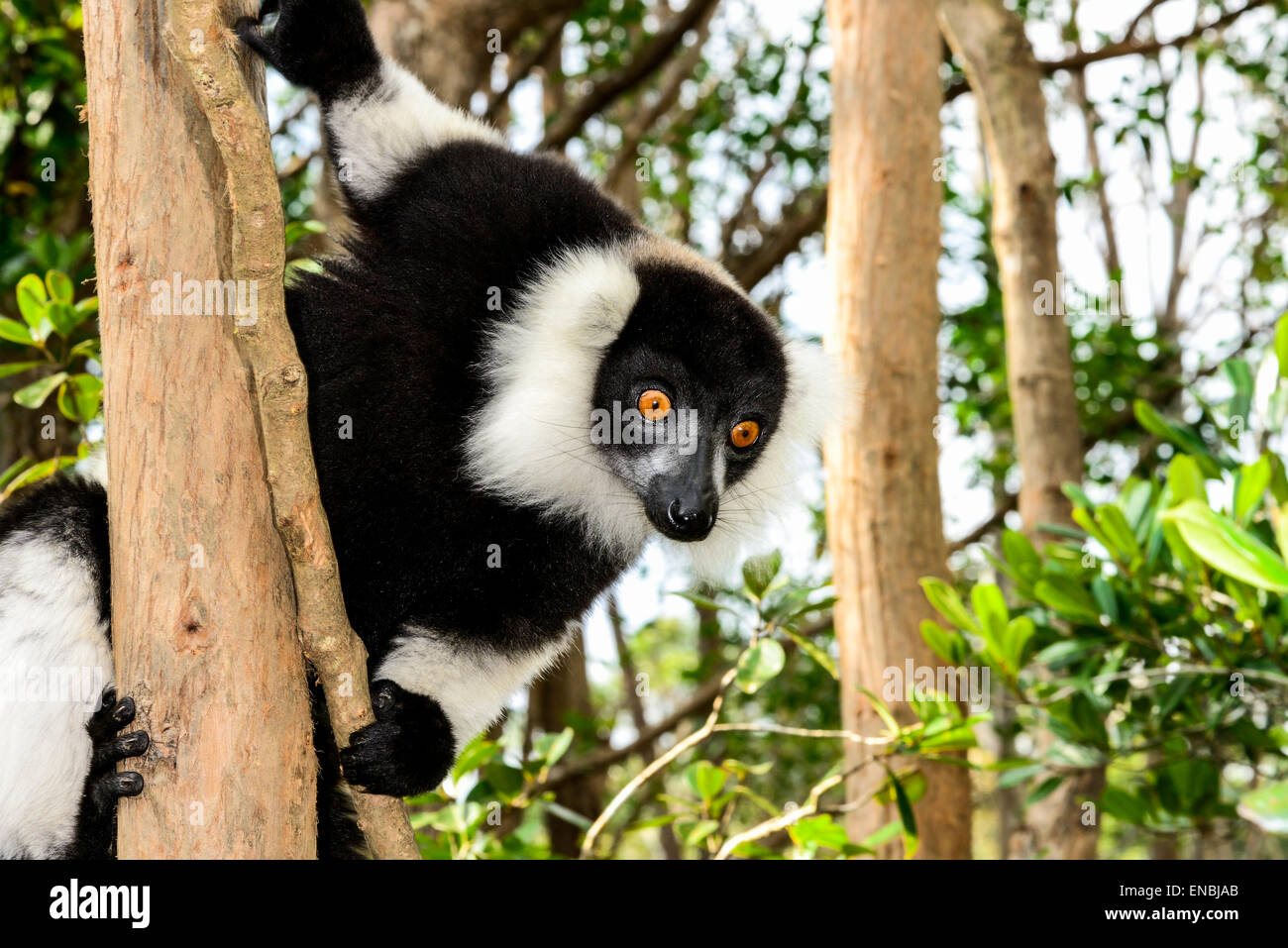schwarz/weiß ruffed Lemur, Lemureninsel, Andasibe, Madagaskar Stockfoto