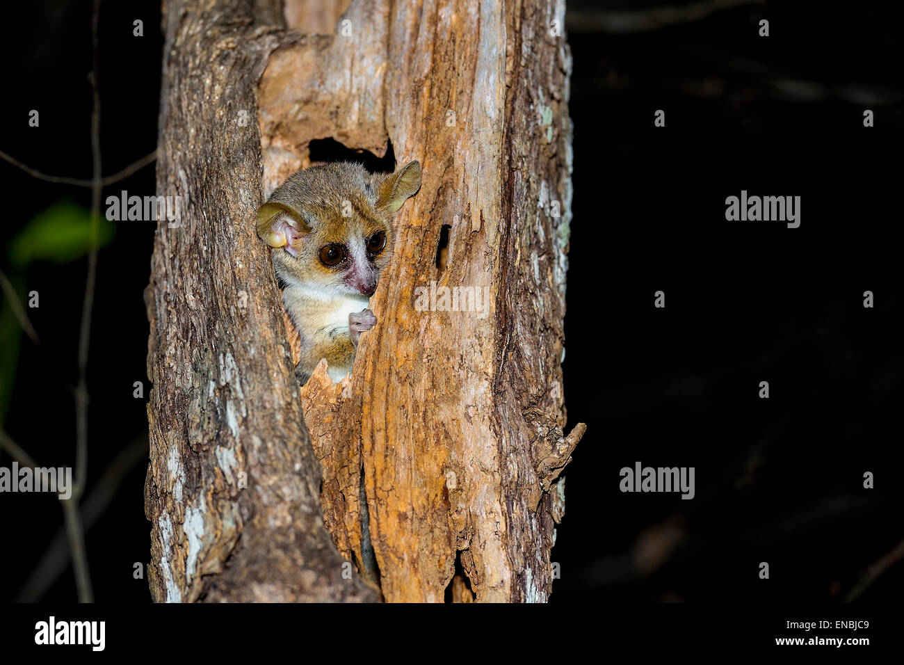 Grauer Mausmaki, Kirindy, Madagaskar Stockfoto