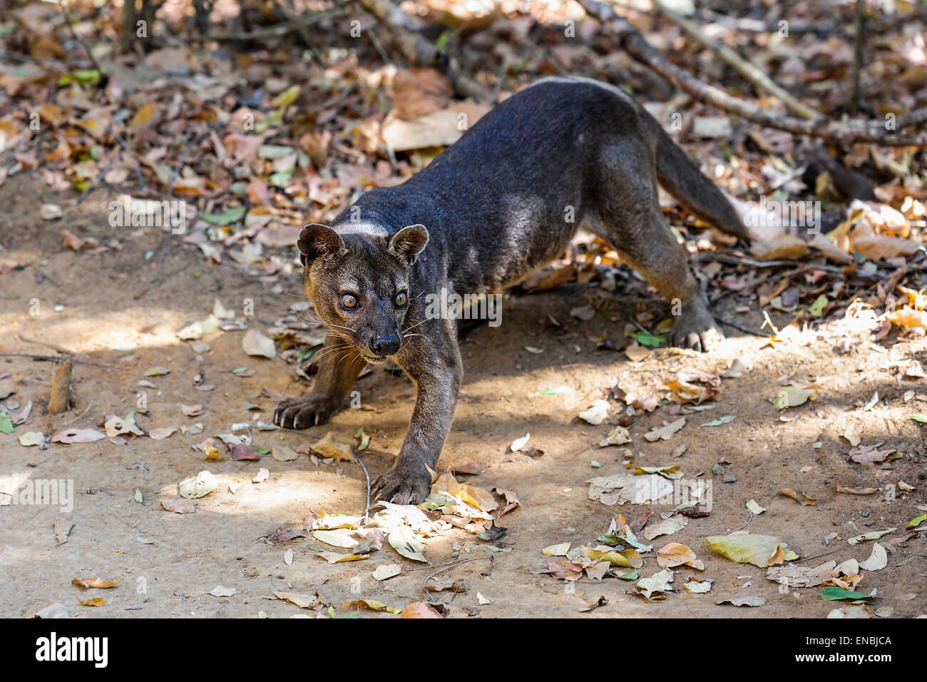 sehr wütend Fossa, Kirindy, Madagaskar Stockfoto