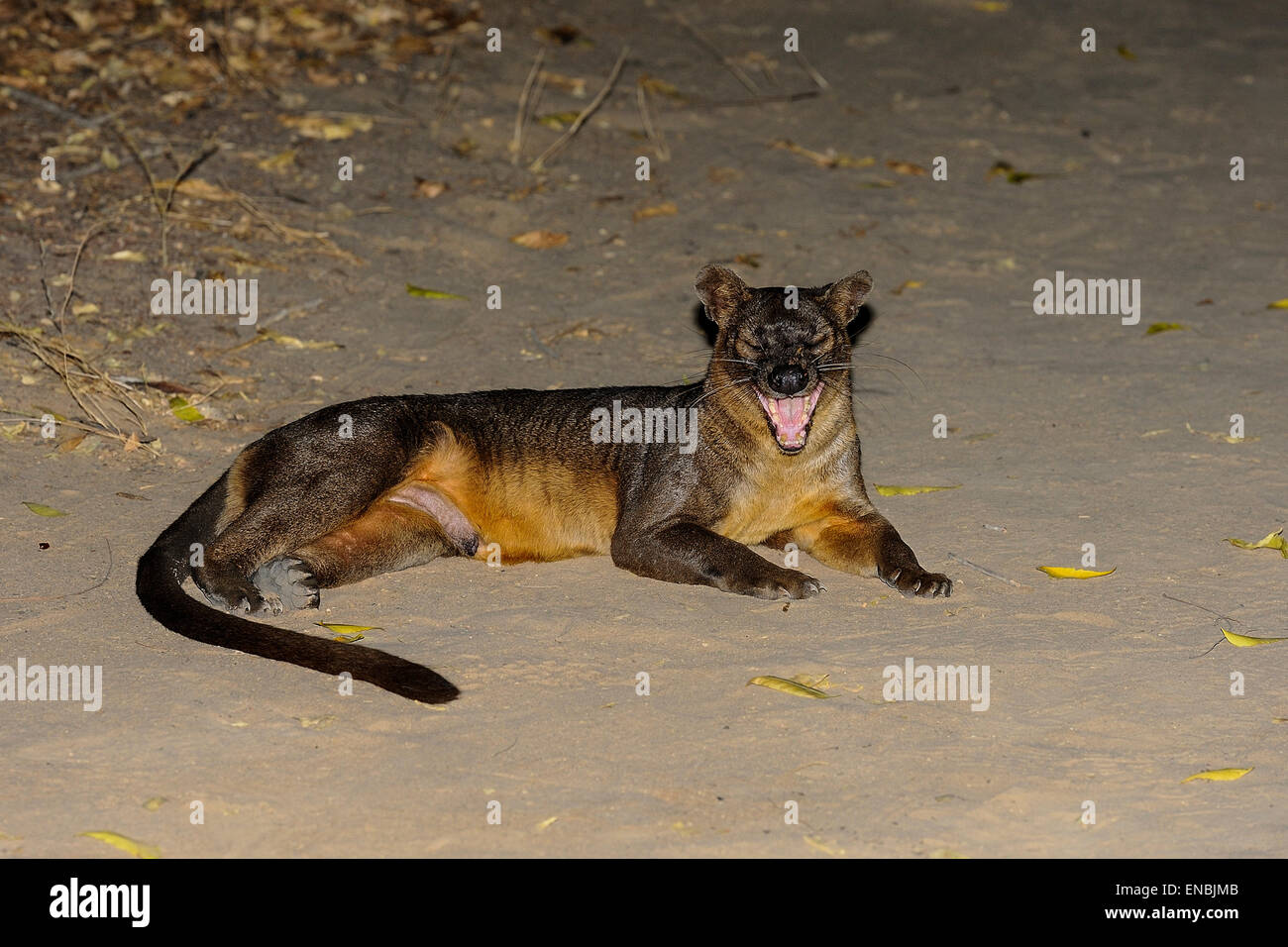 Fossa, Kirindy, Madagaskar Stockfoto