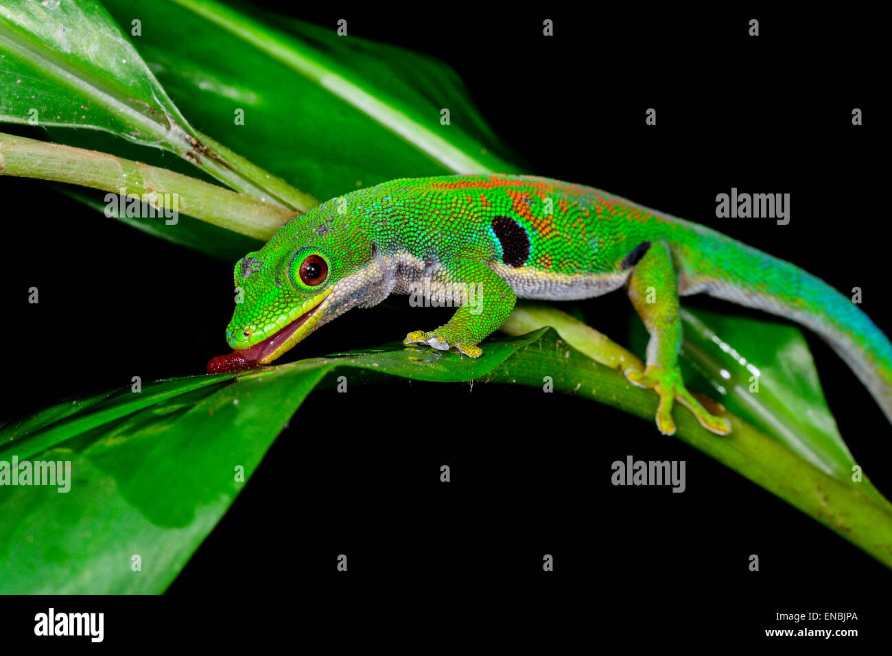 Pfau-Taggecko, Phelsuma Quadriocellata, Ranomafana, Madagaskar Stockfoto