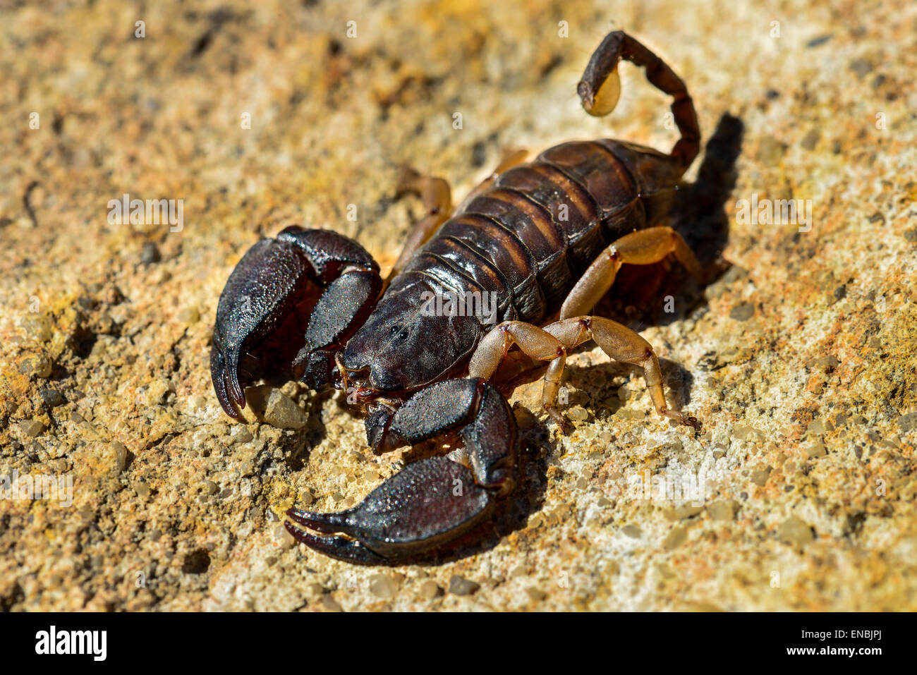 Opisthacanthus Madagascariensis, Isalo, Madagaskar Stockfotografie Alamy
