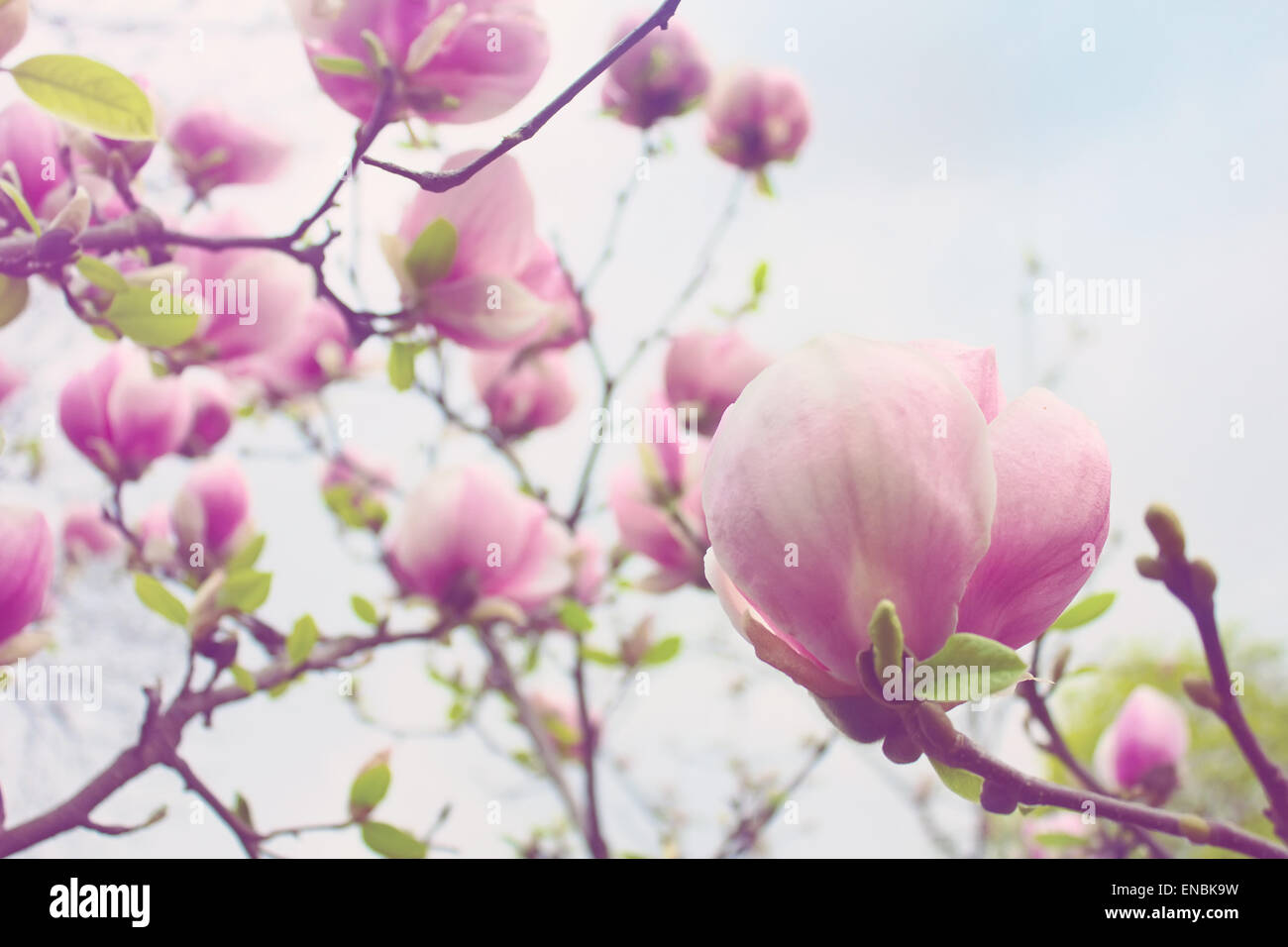 Blühende Magnolie über blauen Himmelshintergrund Stockfoto