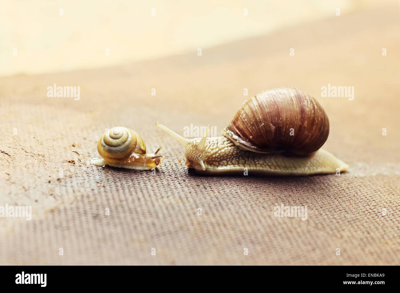 Garten-Schnecke (Helix Aspersa) mit kleinen Schnecke, die große Schnecke über den Winzling kümmert sich um Stockfoto