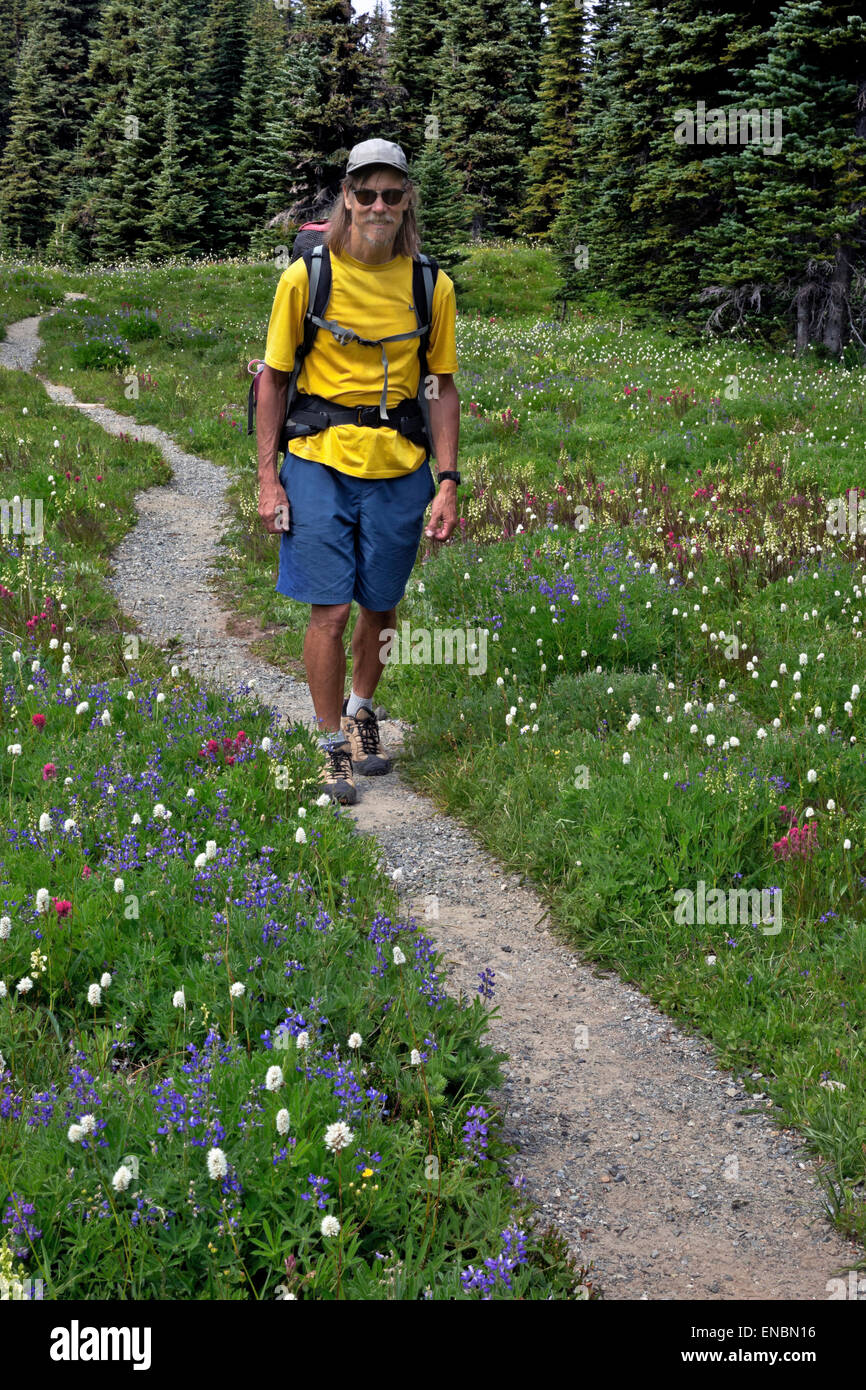 WASHINGTON - Wanderer auf Wonderland Trail quer durch Blumenwiesen der Moraine Park in Mount Rainier Nationalpark. Stockfoto