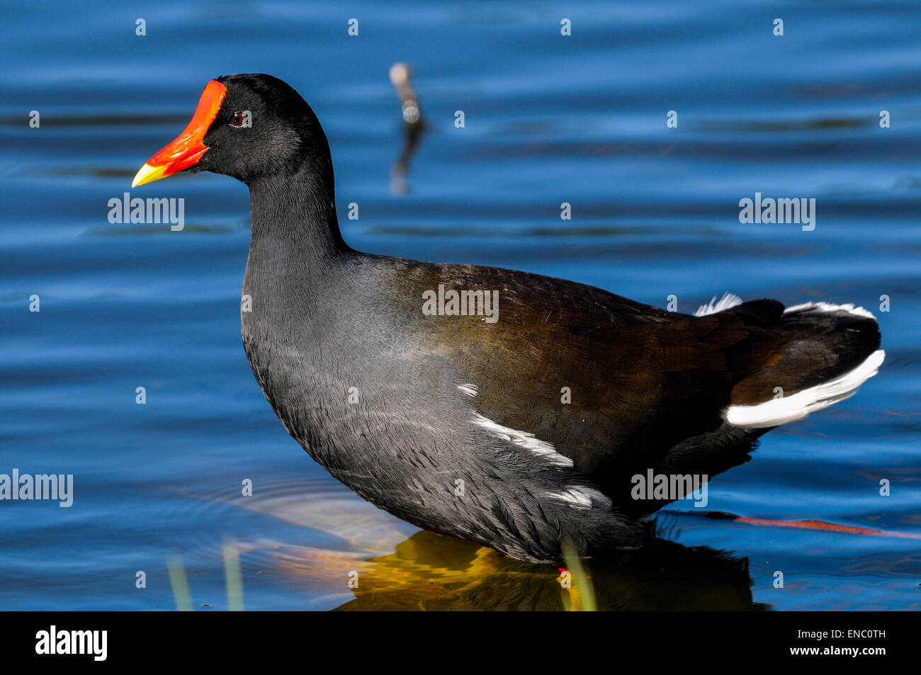 Teichhühner, Gallinula chloropus Stockfoto