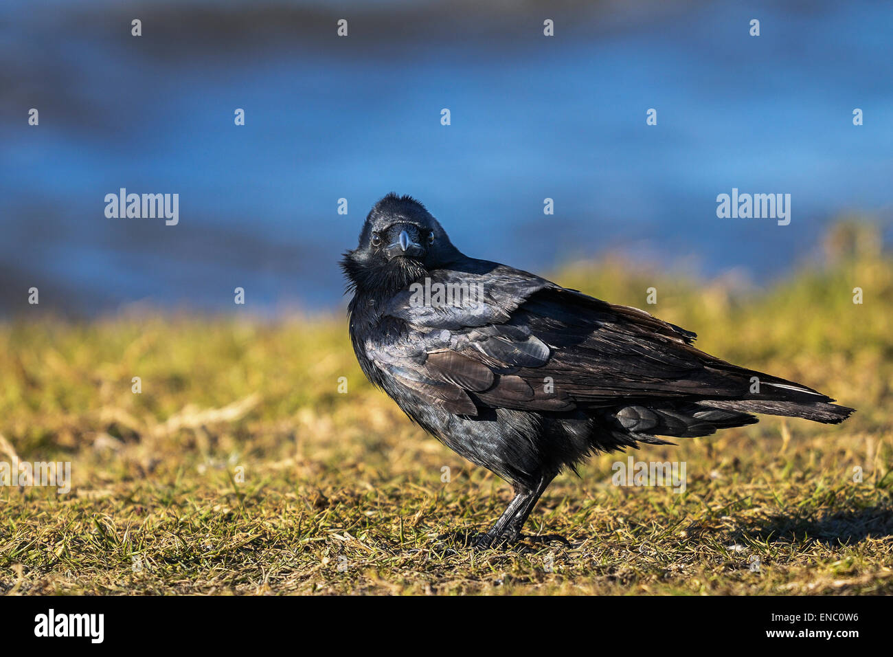 amerikanische Krähe, Corvus brachyrhynchos Stockfoto