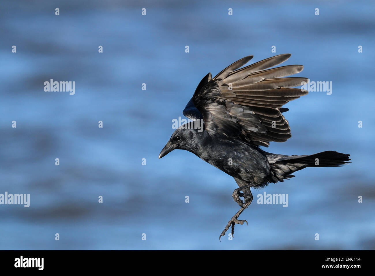 amerikanische Krähe, Corvus brachyrhynchos Stockfoto