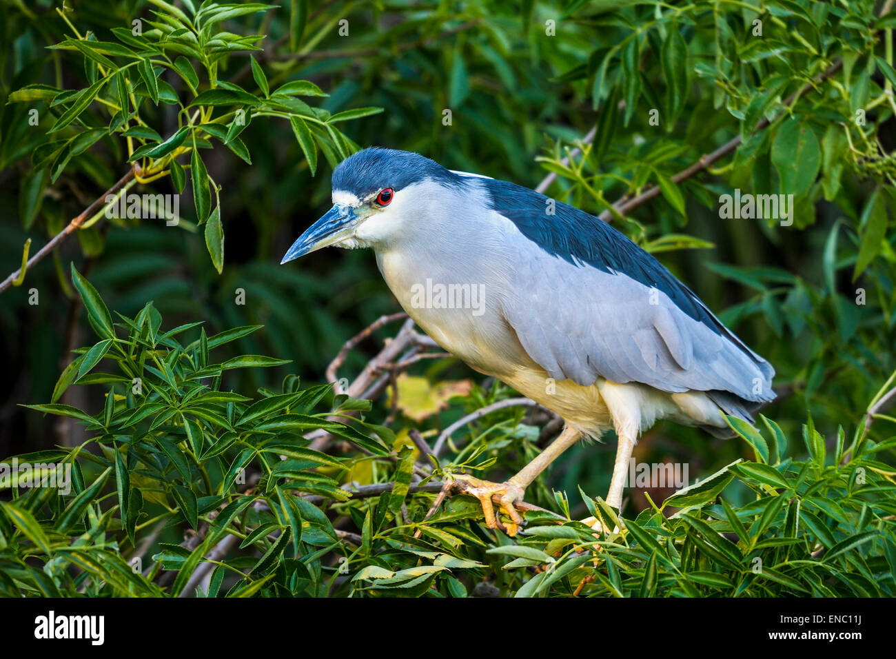Schwarz-gekrönter Nachtreiher, Nycticorax nycticorax Stockfoto