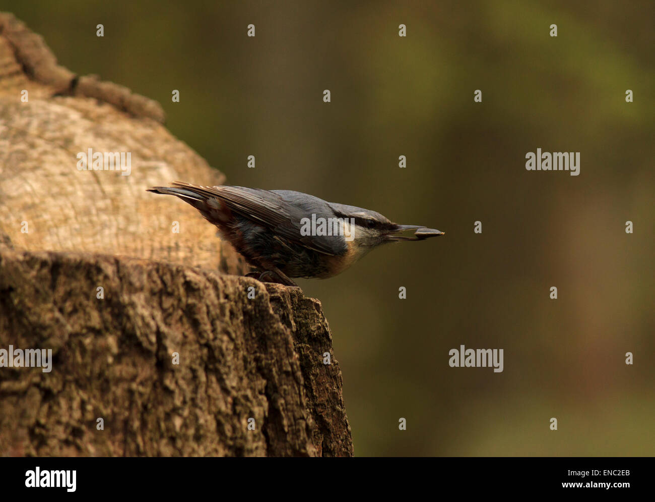 Nahaufnahme von Kleiber mit Samen auf stumpf des Baumes Stockfoto
