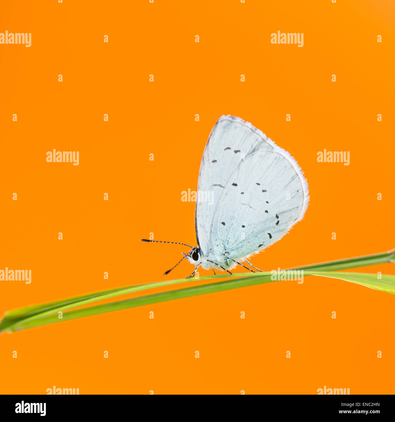Holly blue Butterfly, Celastrina Argiolus, auf einem Grashalm vor einem orangefarbenen Hintergrund Stockfoto