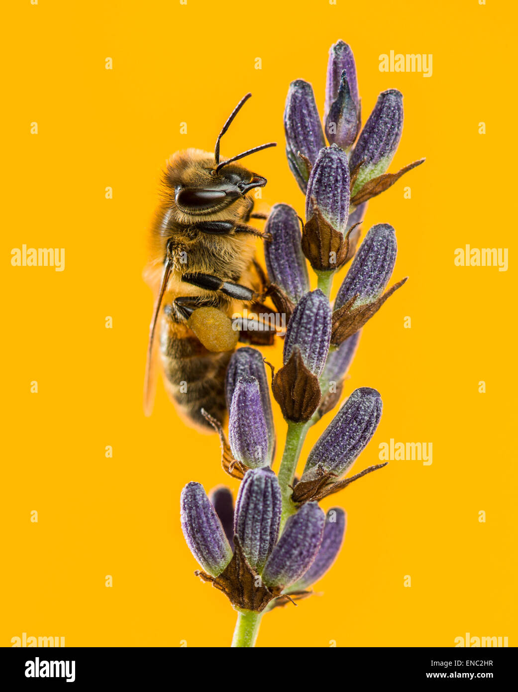 Honigbiene, Apis Mellifera, Nahrungssuche auf Lavendel vor einem orangefarbenen Hintergrund Stockfoto