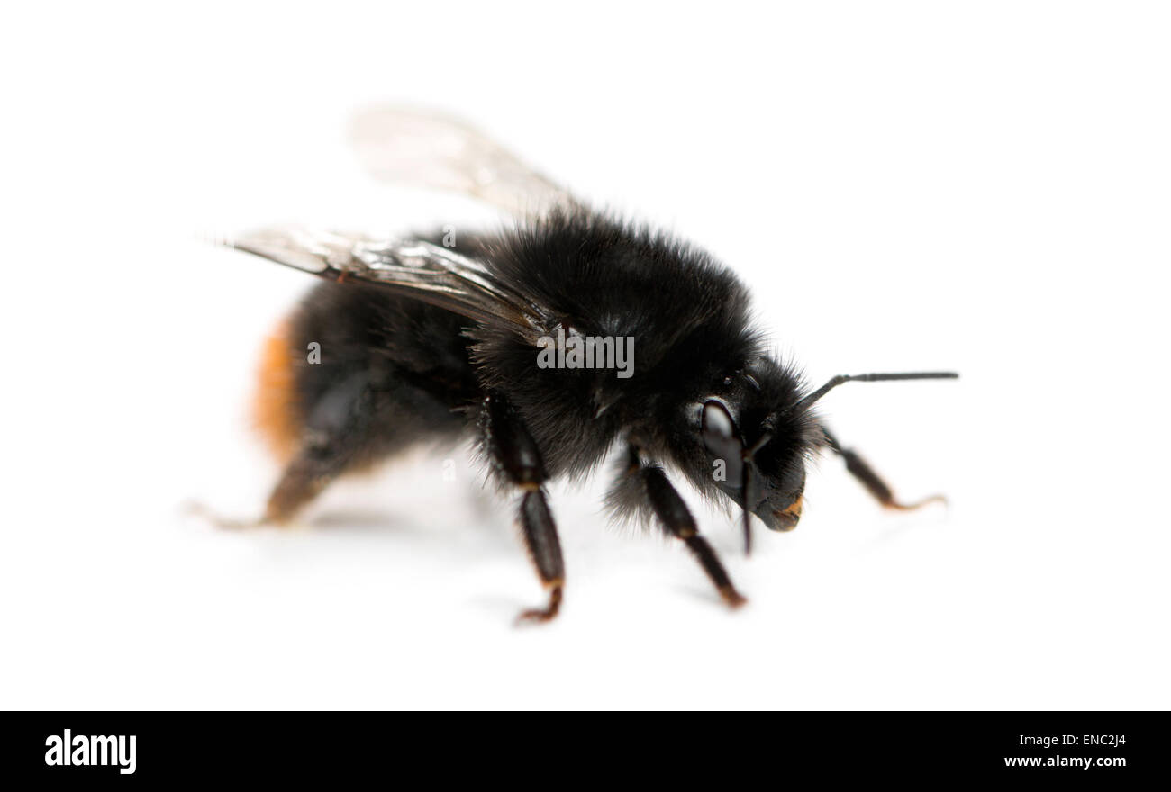 Rotschwanz-Hummel, Bombus Lapidarius vor einem weißen Hintergrund Stockfoto