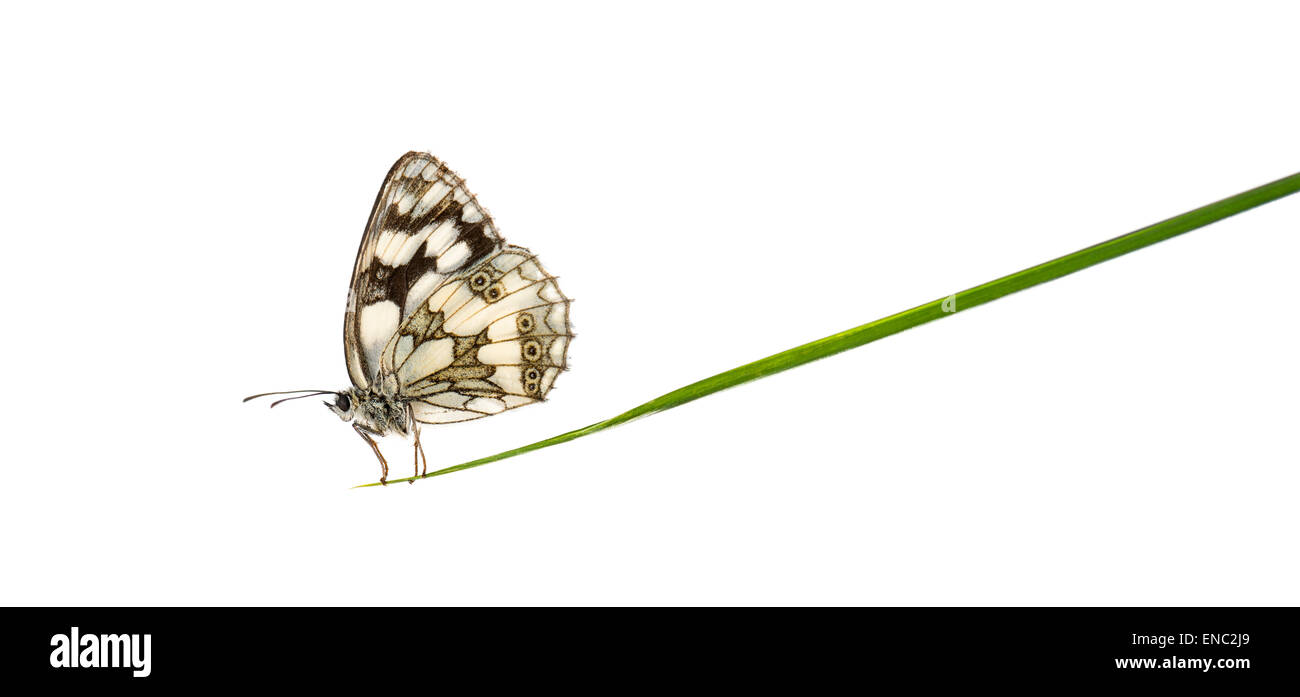 Marmorierte weißer Schmetterling, Melanargia Galathea, auf einem Grashalm vor einem weißen Hintergrund Stockfoto