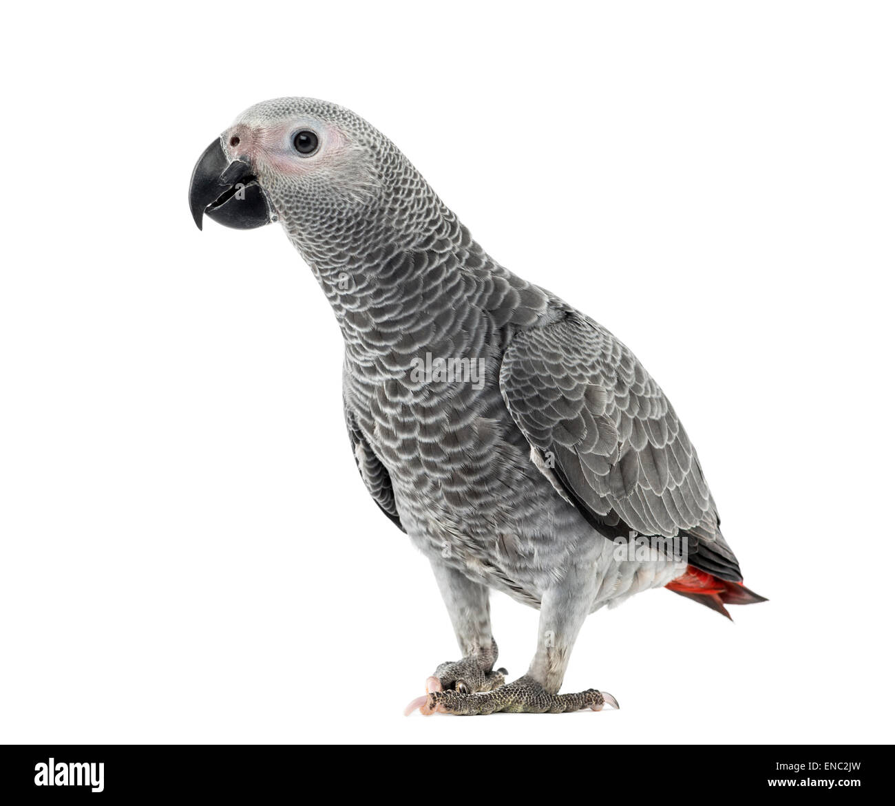 Afrikanisches Grau-Papagei vor einem weißen Hintergrund Stockfoto