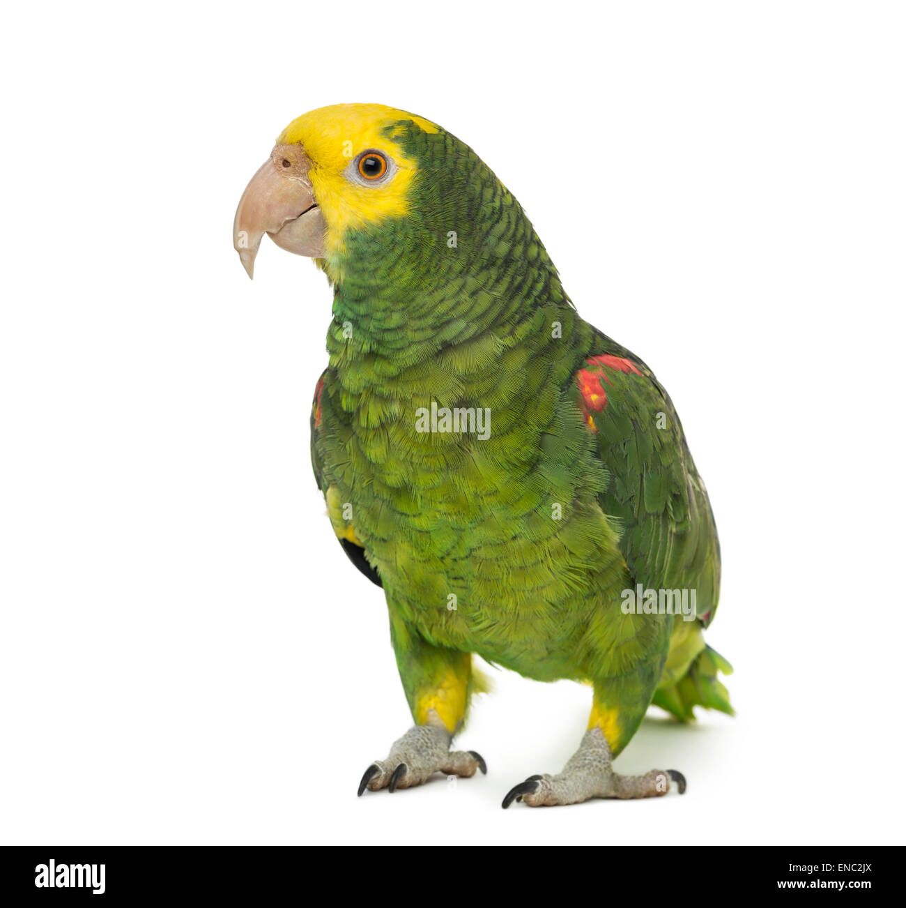Gelbkopf amazonas papagei -Fotos und -Bildmaterial in hoher Auflösung –  Alamy