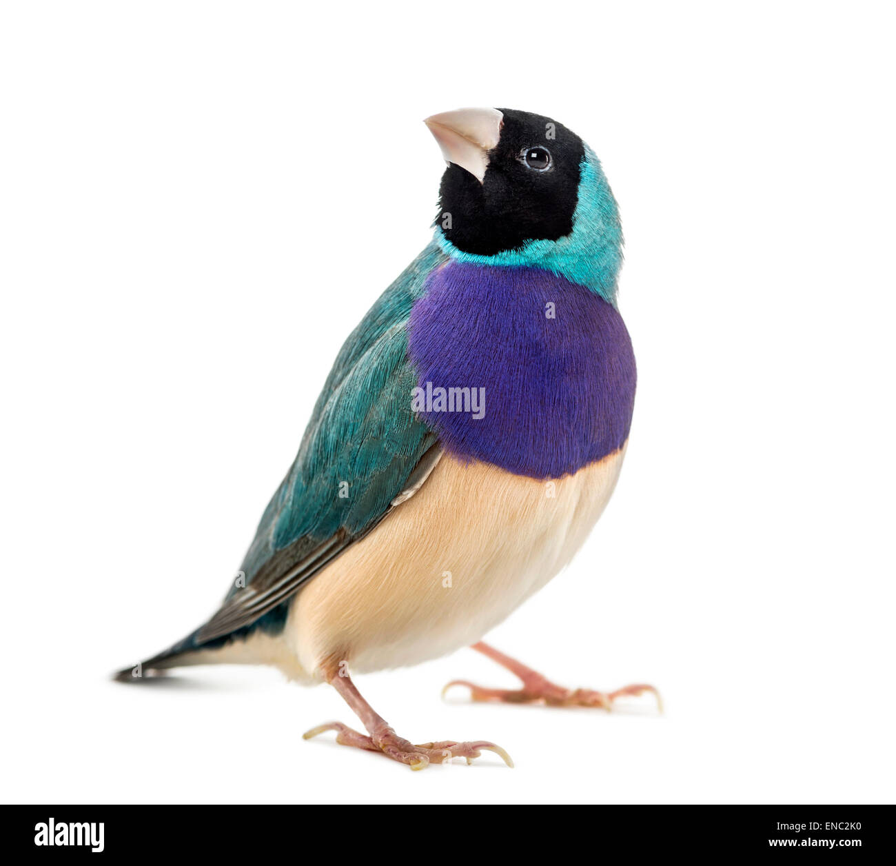 Prachtfinkenart Finch, Erythrura Gouldiae, vor einem weißen Hintergrund Stockfoto