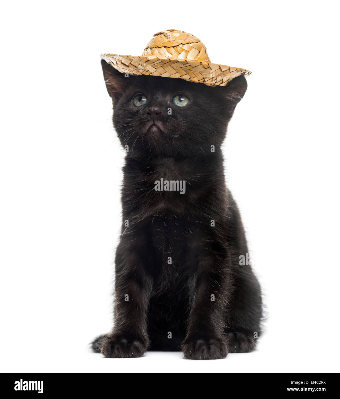 Schwarzes Kätzchen mit Stroh Hut vor einem weißen Hintergrund Stockfoto