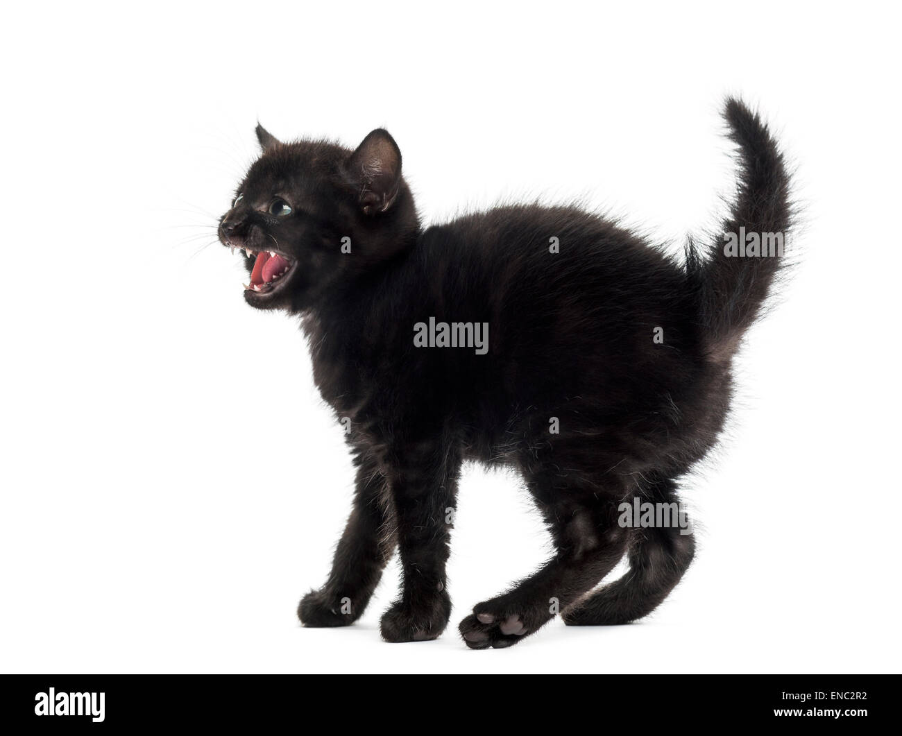 Aggressive schwarzes Kätzchen vor einem weißen Hintergrund Stockfoto