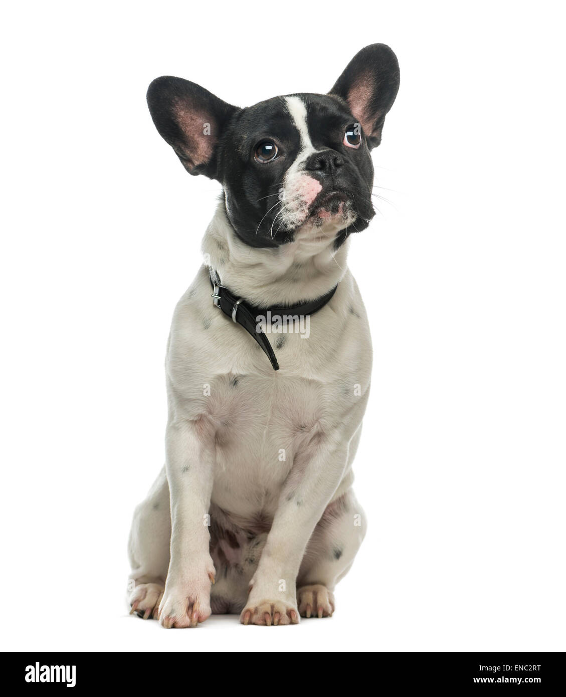 Französische Bulldogge (9 Monate alt) vor einem weißen Hintergrund Stockfoto