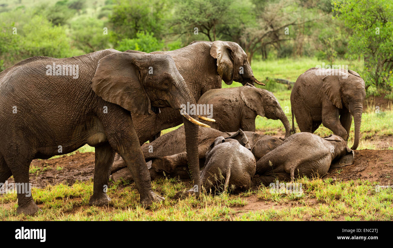 Herde von Elefanten ruht, Serengeti, Tansania, Afrika Stockfoto