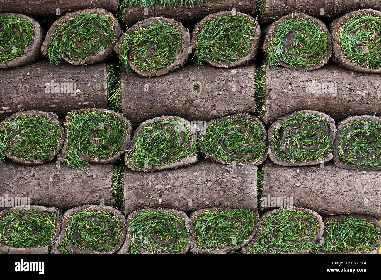 Eine Palette von frisch geschnittenem Rasen gerollt und gestapelt bereit zum Verkauf im Frühling Stockfoto